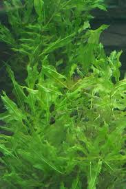 Attēlu rezultāti vaicājumam “Potamogeton lucens leaf”