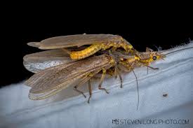 Attēlu rezultāti vaicājumam “Plecoptera”