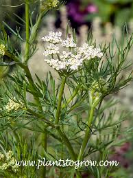 Attēlu rezultāti vaicājumam “Carum carvi flower”