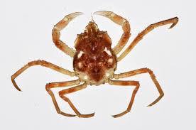Image result for Hyas araneus