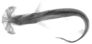 Image result for Sphyrna corona