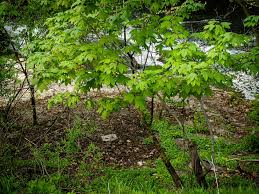 Attēlu rezultāti vaicājumam “Acer pseudoplatanus fo. purpurascens”