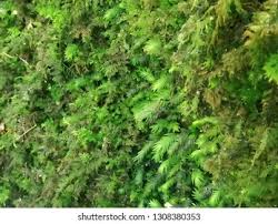 Attēlu rezultāti vaicājumam “Fissidens adianthoides”