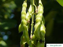 Attēlu rezultāti vaicājumam “Laburnum alpinum leaf”