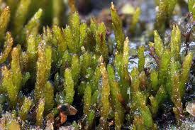 Attēlu rezultāti vaicājumam “Dicranales”