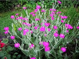 Image result for Lychnis coronaria