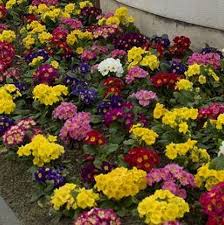 Attēlu rezultāti vaicājumam “Primula x polyantha”