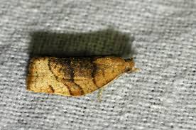 Attēlu rezultāti vaicājumam “Pandemis cerasana”