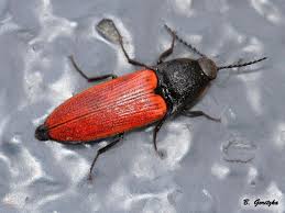 Attēlu rezultāti vaicājumam “Ampedus sanguineus”