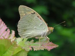 Attēlu rezultāti vaicājumam “Argynnis laodice male”