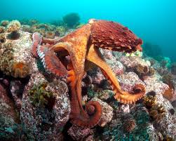 Image result for Enteroctopus dofleini