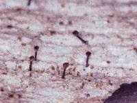 Attēlu rezultāti vaicājumam “Calicium salicinum”