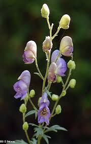 Attēlu rezultāti vaicājumam “Aconitum napellus flower”
