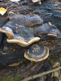 Attēlu rezultāti vaicājumam “Phellinus populicola”