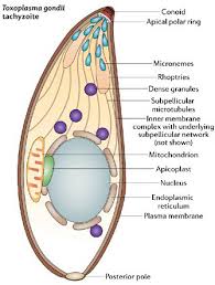 Attēlu rezultāti vaicājumam “Colloderma oculatum plasmodium”