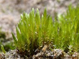 Attēlu rezultāti vaicājumam “Bryum”