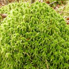 Attēlu rezultāti vaicājumam “Sphagnum”