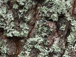 Attēlu rezultāti vaicājumam “Parmelia sulcata”