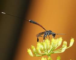 Attēlu rezultāti vaicājumam “Gasteruption jaculator imago”