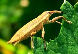 Attēlu rezultāti vaicājumam “Lixus iridis”