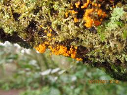 Attēlu rezultāti vaicājumam “Badhamia capsulifera spores”