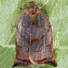 Attēlu rezultāti vaicājumam “Archips podana female”