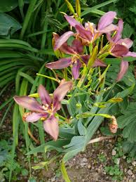 Image result for Pardancanda norrisii