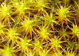 Attēlu rezultāti vaicājumam “Syntrichia latifolia”