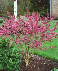 Attēlu rezultāti vaicājumam “Daphne mezereum flower”