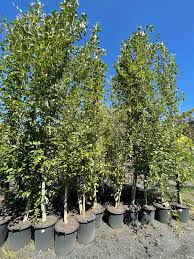 Attēlu rezultāti vaicājumam “Populus simonii”