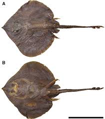 Image result for Amblyraja hyperborea