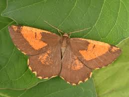 Attēlu rezultāti vaicājumam “Angerona prunaria”