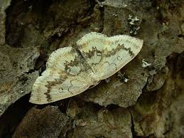 Attēlu rezultāti vaicājumam “Cyclophora annularia”