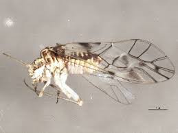 Attēlu rezultāti vaicājumam “Psococerastis gibbosa”