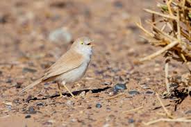 Image result for Sylvia nana