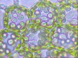 Attēlu rezultāti vaicājumam “Jungermannia hyalina cells”