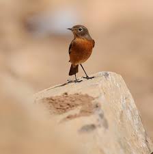 Image result for Phoenicurus moussieri