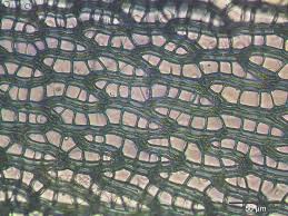 Attēlu rezultāti vaicājumam “Sphagnum warnstorfii”