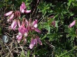Attēlu rezultāti vaicājumam “Ononis arvensis leaf”