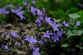 Image result for Campanula affinis