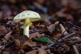 Attēlu rezultāti vaicājumam “Amanita citrina”