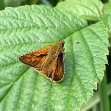 Attēlu rezultāti vaicājumam “Ochlodes sylvanus male”