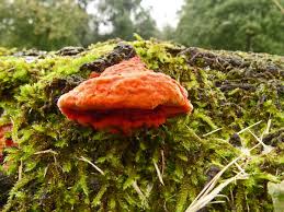 Attēlu rezultāti vaicājumam “Pycnoporus cinnabarinus”