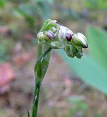 Attēlu rezultāti vaicājumam “Arenaria procera bud”
