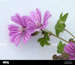 Image result for Malve