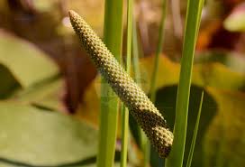 Attēlu rezultāti vaicājumam “Acoraceae”