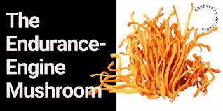 Attēlu rezultāti vaicājumam “Cordyceps militaris”