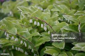 Attēlu rezultāti vaicājumam “Polygonatum odoratum leaf”