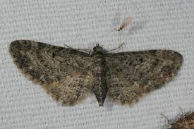 Attēlu rezultāti vaicājumam “Eupithecia exiguata”