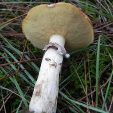 Attēlu rezultāti vaicājumam “Boletales”